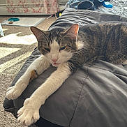 Luna joined the competition — help win amazing prizes! cat, tabby_cat, white_cat, bed, gray_bedspread, stretching, indoor, carpet, curtains, floral_curtains, sunlight, relaxed, pet, feline, sleepy, paws, comfort, home, resting, cozy