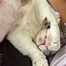 Luna joined the competition — help win amazing prizes! cat, animal, pet, feline, paw, pink_paw_pads, sleeping, resting, cozy, fur, white_fur, tabby, cute, relaxed, indoor, human_leg, close_up, soft, comfort, domestic_animal