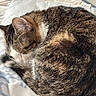 Luna joined the competition — help win amazing prizes! cat, tabby, sleeping, curled_up, fur, pillow, bed, cozy, resting, pet, animal, whiskers, indoor, closeup, cute, mammal, relaxing, feline, soft, domestic