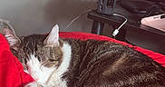 Luna is registered to the contest to win money with this photo: cat, tabby_cat, sleeping, red_blanket, indoor, furniture, television, electronics, cozy, resting, pet, animal, fur, curled_up, home, relaxation, soft, cute, domestic_cat, quiet