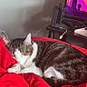 cat, tabby_cat, sleeping, red_blanket, indoor, furniture, television, electronics, cozy, resting, pet, animal, fur, curled_up, home, relaxation, soft, cute, domestic_cat, quiet