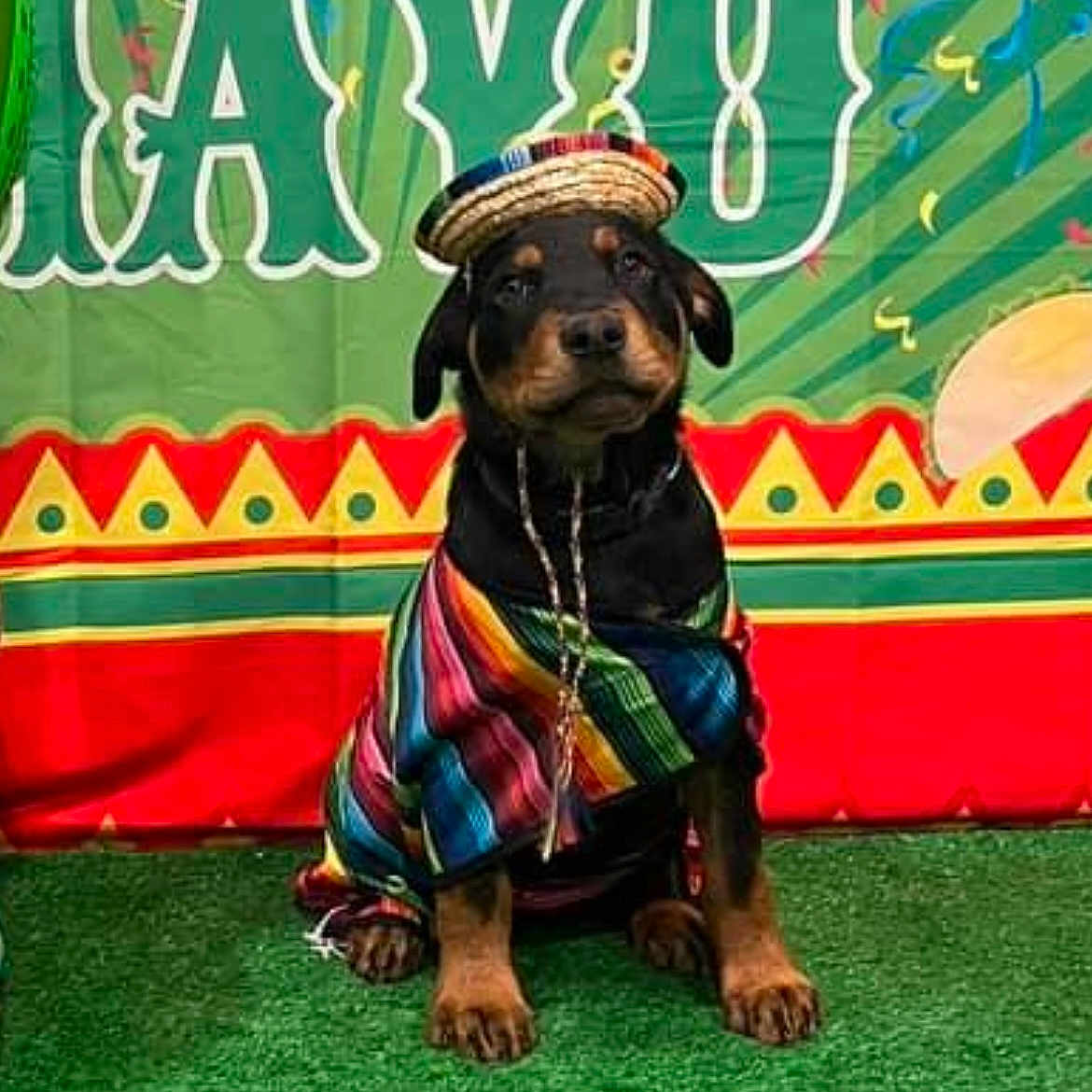 Gio joined the competition — help win amazing prizes! accessories, animal, canine, clothing, costume, dog, festival, fitness, hound, person, pet, puppy, sport, workingout, yoga, zoo