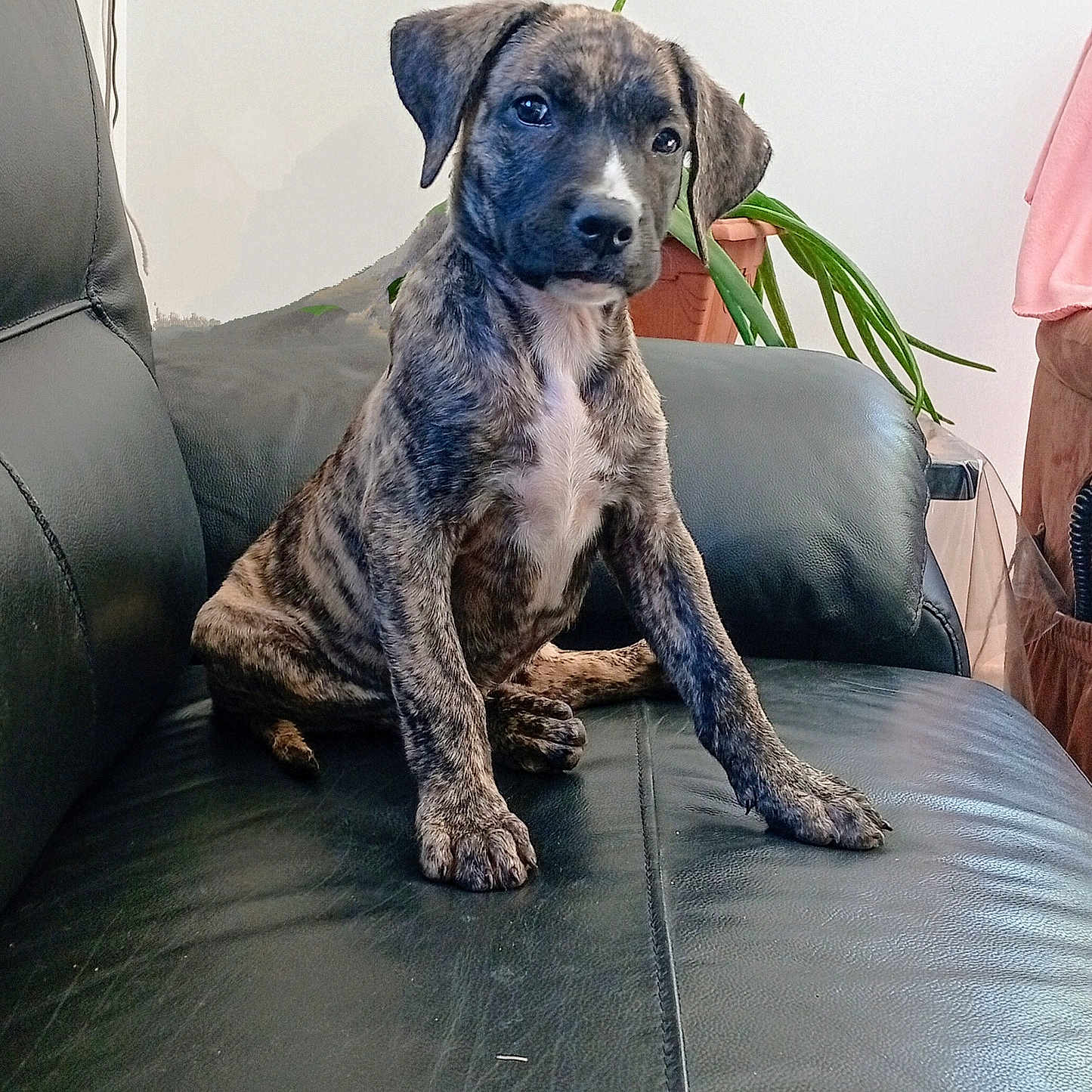 Pacha participe au concours pour gagner de l'argent avec cette photo : animal, brindle, canine, companion, cute, dog, domestic_animal, furniture, home, houseplant, indoor, leather_couch, pet, plant, portrait, potted_plant, puppy, relaxed, sitting, young_dog