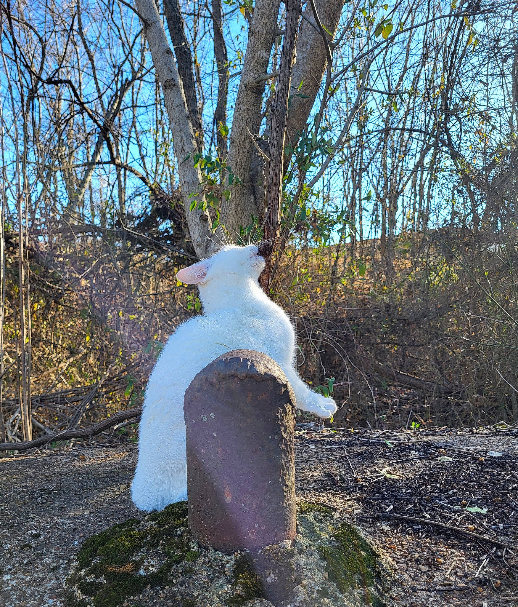 Dyamond joined the competition — help win amazing prizes! beak, branch, fawn, forest, freezing, grass, grass_family, landscape, natural_landscape, people_in_nature, plant, sky, sunlight, tail, tree, trunk, twig, vegetation, winter, wood