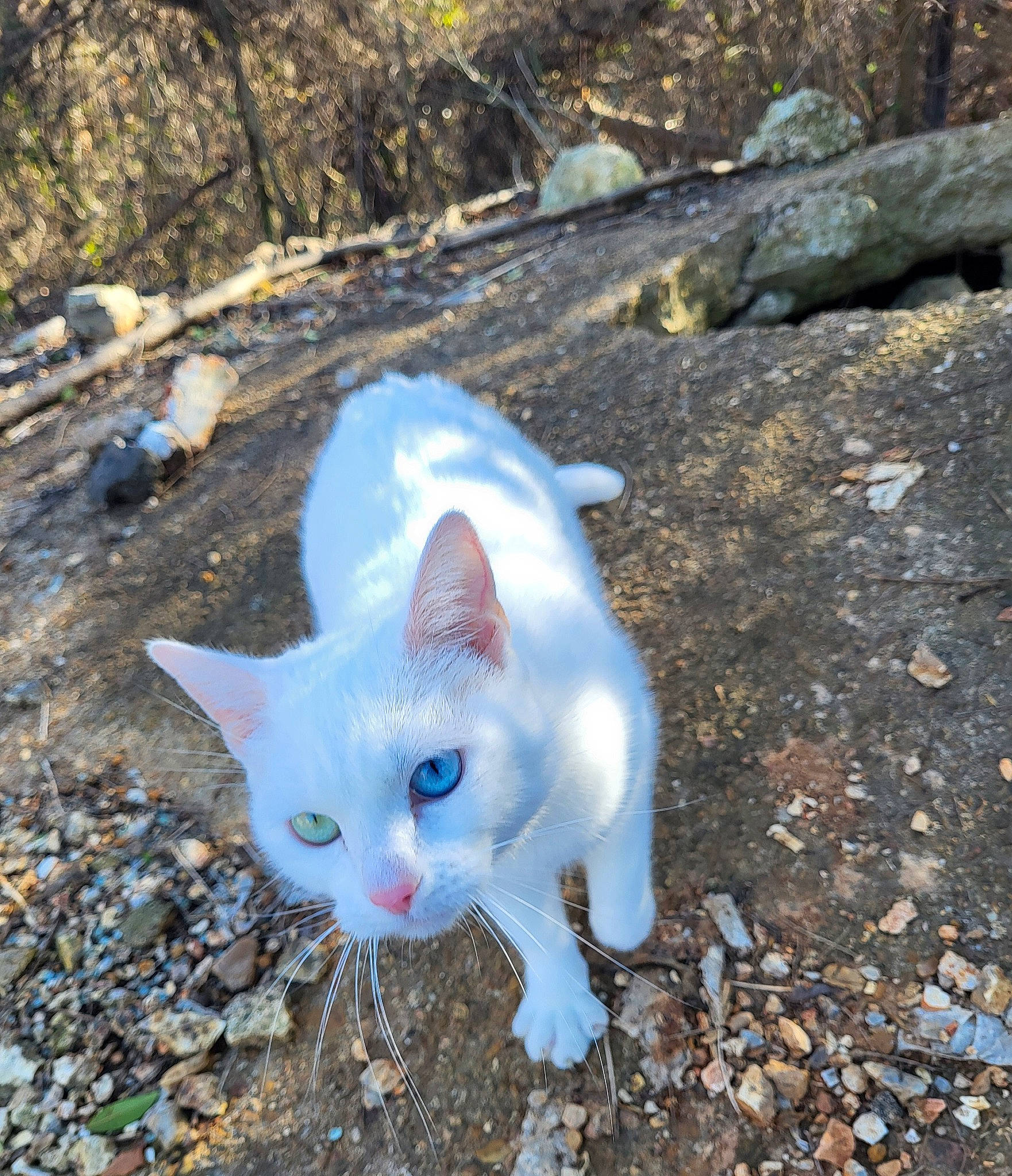 Dyamond joined the competition — help win amazing prizes! carnivore, cat, domestic_short_haired_cat, electric_blue, eye, fawn, felidae, fur, grass, small_to_medium_sized_cats, snout, soil, tail, whiskers