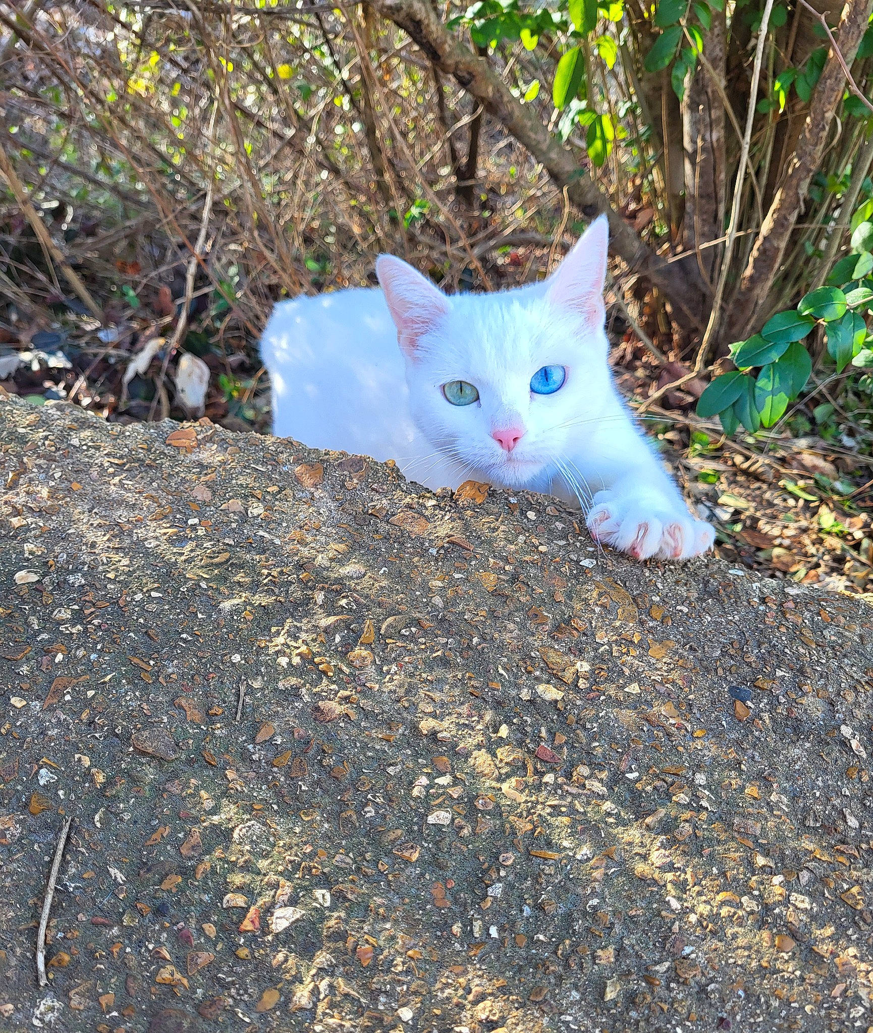 Dyamond joined the competition — help win amazing prizes! asphalt, carnivore, cat, deciduous, domestic_short_haired_cat, electric_blue, fawn, felidae, fur, grass, plant, road_surface, shrub, small_to_medium_sized_cats, soil, tail, trunk, twig, whiskers, woody_plant