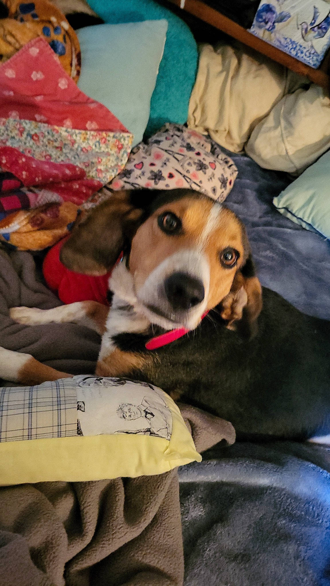 Casper is registered to the contest to win money with this photo: beagle, beagle_harrier, canidae, carnivore, collar, comfort, companion_dog, couch, dog, dog_breed, dog_supply, finnish_hound, hound, lamp, pillow, puppy, scent_hound, snout, sporting_group, working_animal