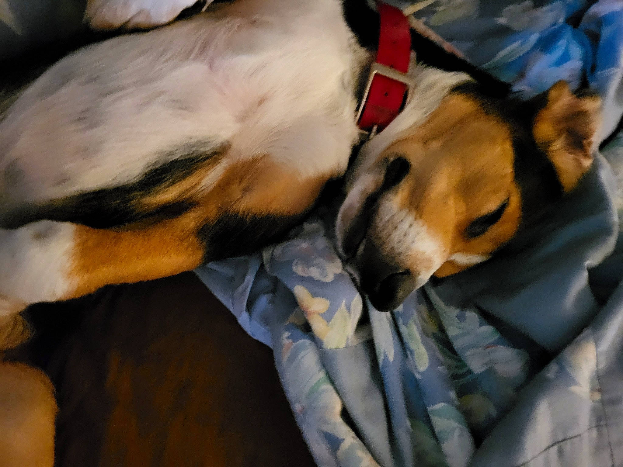 Casper joined the competition — help win amazing prizes! canidae, carnivore, collar, comfort, companion_dog, dog, dog_breed, dog_collar, dog_supply, fawn, fur, linens, nap, paw, puppy, puppy_love, sleep, sporting_group, whiskers, working_animal