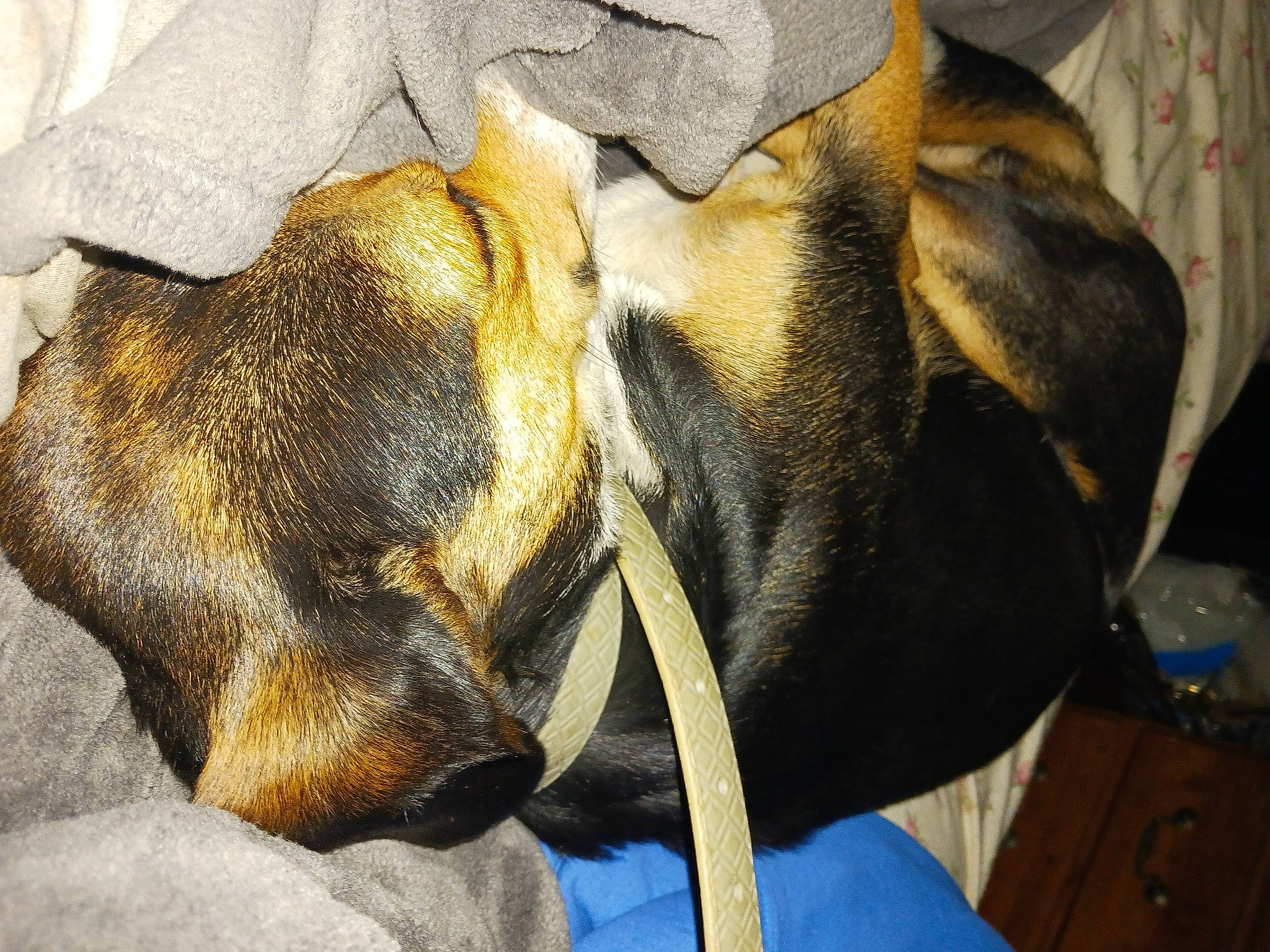 Casper is registered to the contest to win money with this photo: canidae, carnivore, comfort, companion_dog, dog, dog_breed, ear, fawn, fur, nap, paw, snout, sporting_group, terrestrial_animal, whiskers, wildlife, working_animal