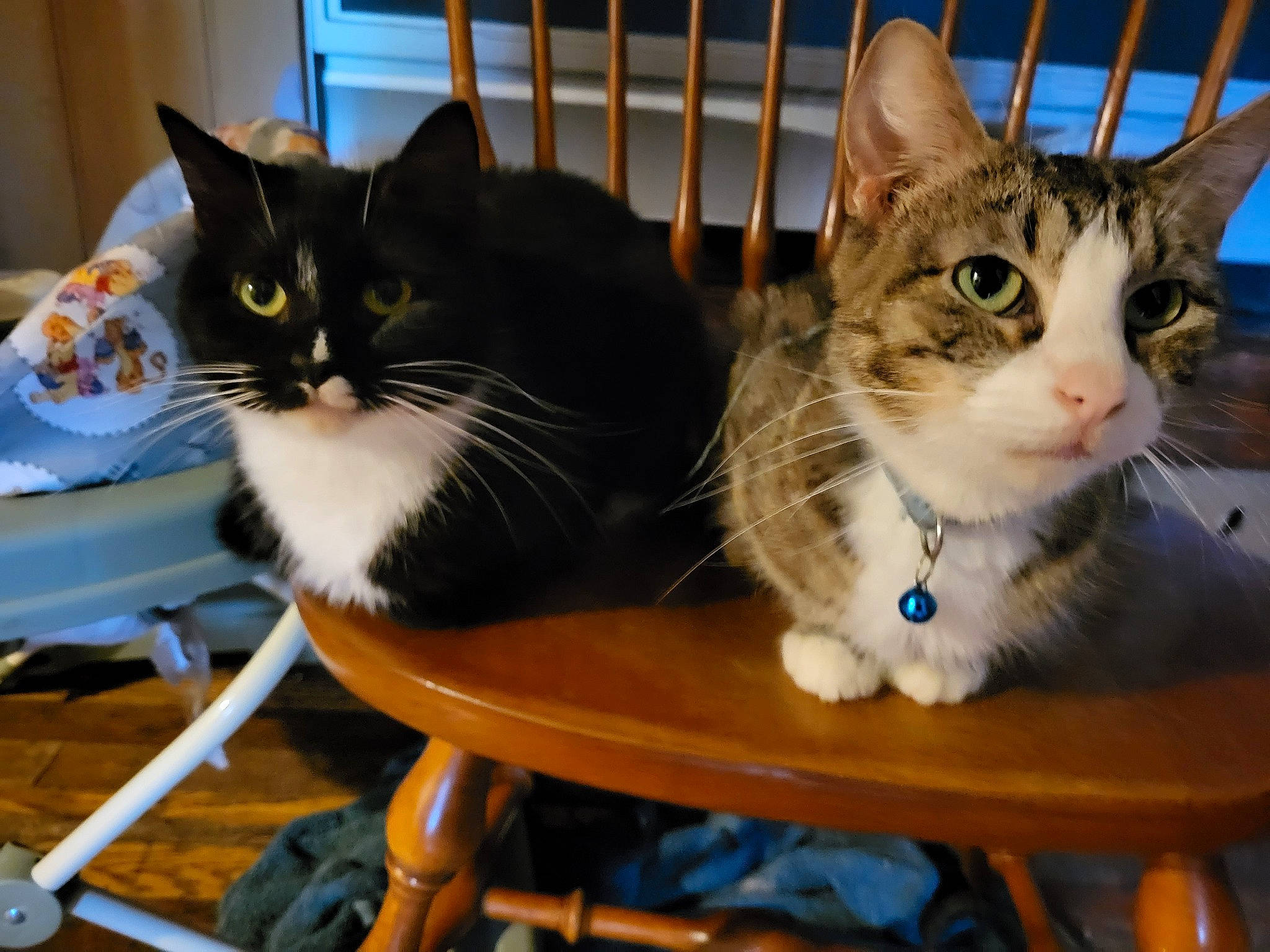 Sassy joined the competition — help win amazing prizes! animal_shelter, box, carnivore, cat, cat_supply, comfort, domestic_short_haired_cat, felidae, fur, outdoor_furniture, paw, pet_supply, sitting, small_to_medium_sized_cats, table, tail, whiskers, wood