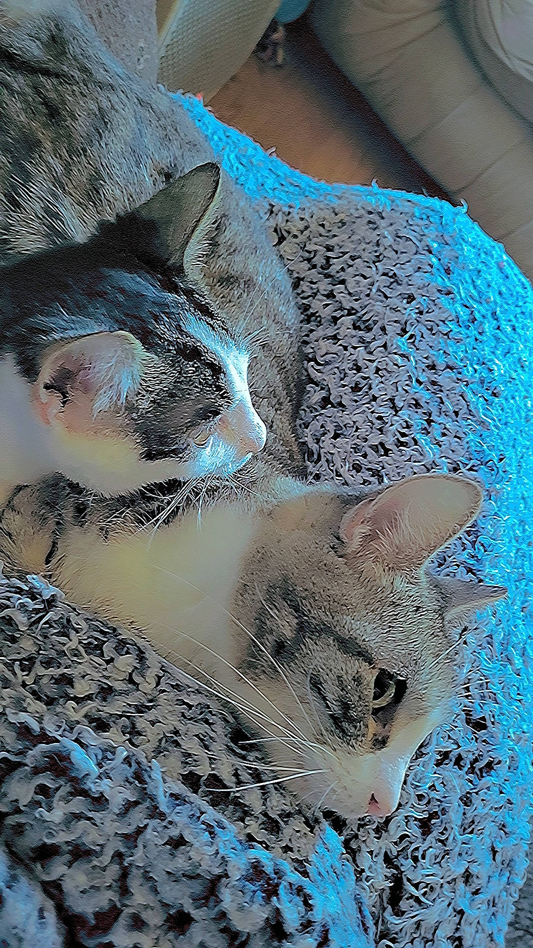 Sassy joined the competition — help win amazing prizes! art, carnivore, cat, cat_supply, domestic_short_haired_cat, electric_blue, fawn, felidae, fur, knitting, linens, pattern, small_to_medium_sized_cats, snout, tail, tree, visual_arts, whiskers, wool, woven_fabric