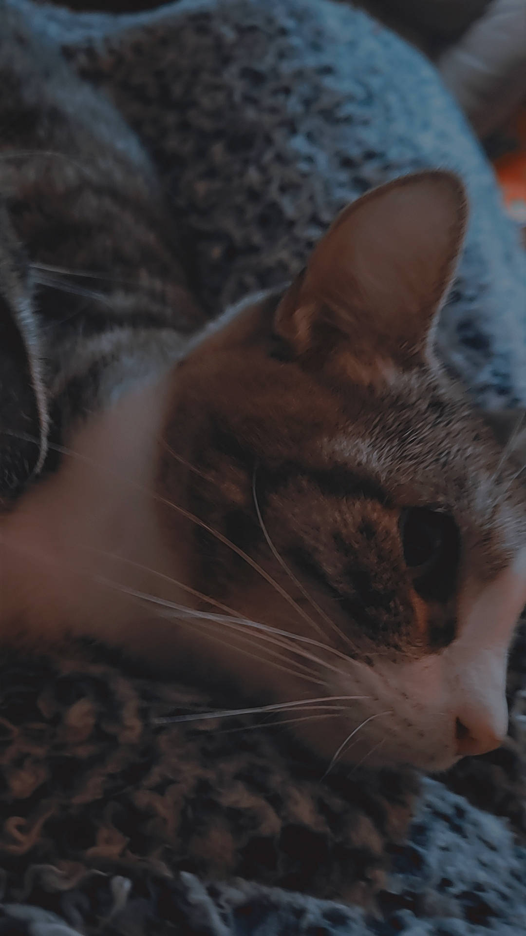 Sassy is registered to the contest to win money with this photo: carnivore, cat, comfort, darkness, domestic_short_haired_cat, ear, eye, fawn, felidae, fur, head, paw, sky, small_to_medium_sized_cats, snout, terrestrial_animal, tree, whiskers, wildlife, wood