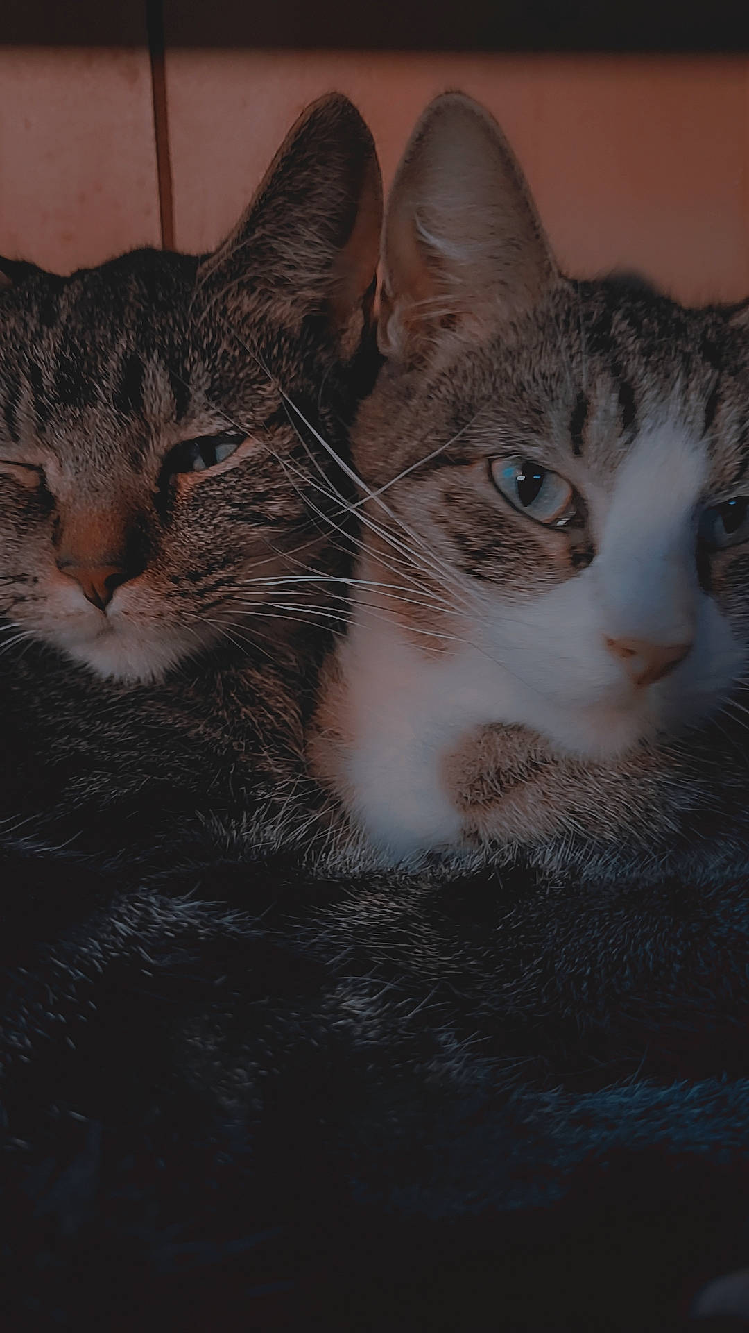 Sassy is registered to the contest to win money with this photo: carnivore, cat, claw, domestic_short_haired_cat, door, ear, eye, felidae, fur, iris, nose, paw, small_to_medium_sized_cats, snout, tail, tree, whiskers, wildlife, window