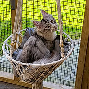 Oscar is registered to the contest to win money with this photo: cat, silver_tabby, macrame_chair, hanging_chair, outdoor, green_grass, wire_mesh, wooden_frame, curious, pet, feline, cozy, relaxed, yellow_eyes, fluffy_tail, indoor_outdoor, seated, portrait, animal, sunlight