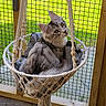 cat, silver_tabby, macrame_chair, hanging_chair, outdoor, green_grass, wire_mesh, wooden_frame, curious, pet, feline, cozy, relaxed, yellow_eyes, fluffy_tail, indoor_outdoor, seated, portrait, animal, sunlight