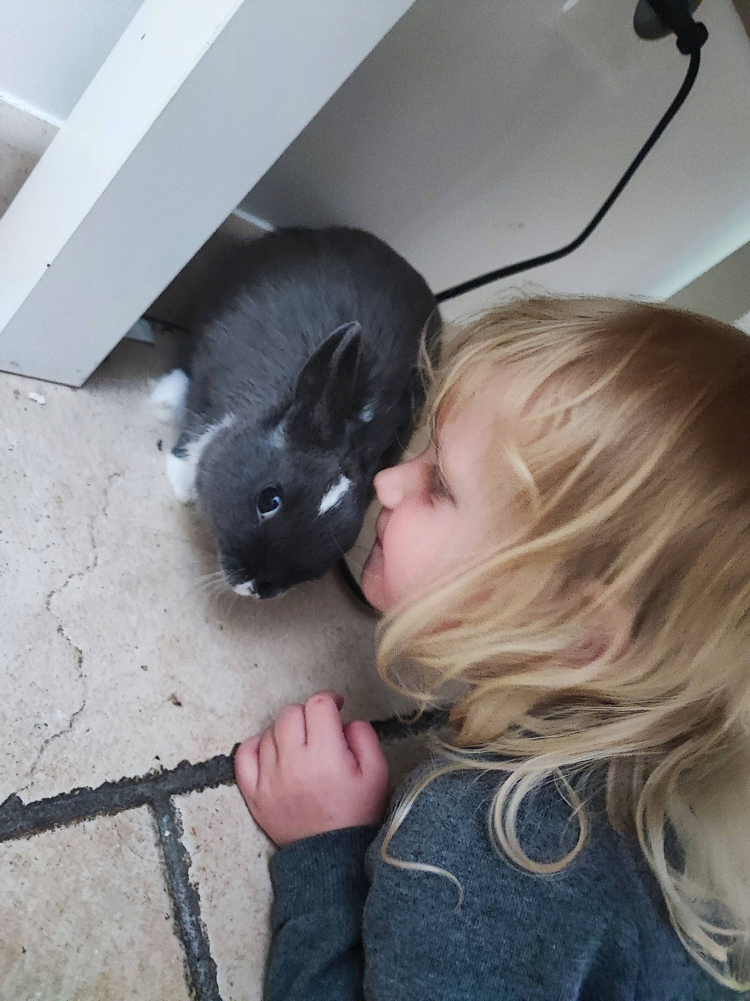 émy participe au concours pour gagner de l'argent avec cette photo : black_cat, canidae, carnivore, cat, companion_dog, dog_breed, domestic_short_haired_cat, fawn, felidae, flooring, fur, hamster, person, rodent, small_to_medium_sized_cats, snout, sporting_group, t_shirt, tail, toddler