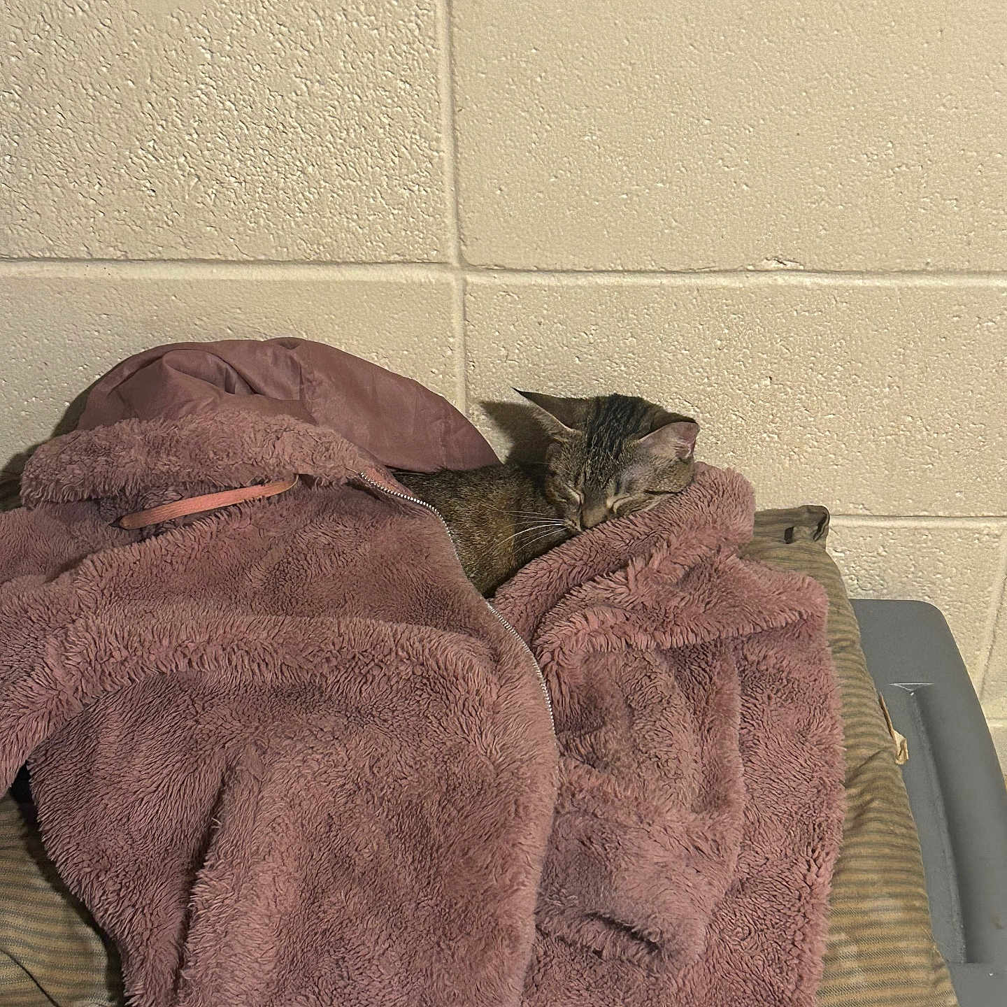 Princess Kohl joined the competition — help win amazing prizes! cat, tabby_cat, sleeping, pet, animal, blanket, plush, cozy, nap, indoors, chair, seat, wall, brick_wall, brown, gray, relaxed, snuggled, portrait, photography