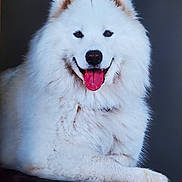 Tara a rejoint le concours — aidez-le/la à gagner de superbes lots ! dog, white, fluffy, tongue, smiling, pet, animal, portrait, studio, cute, friendly, canine, fur, happy, paw, ears, nose, sitting, isolated, background
