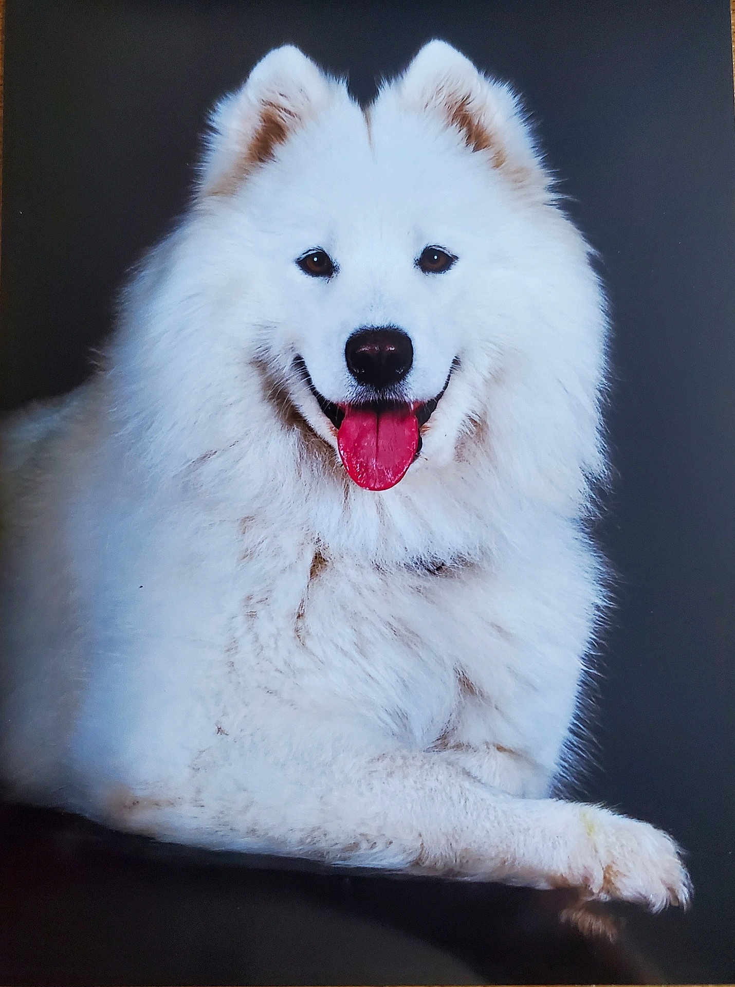 Tara a rejoint le concours — aidez-le/la à gagner de superbes lots ! dog, white, fluffy, tongue, smiling, pet, animal, portrait, studio, cute, friendly, canine, fur, happy, paw, ears, nose, sitting, isolated, background