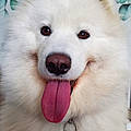 Chanchan M.