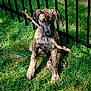 dog, puppy, brindle, grass, stick, fence, outdoor, pet, animal, playful, nature, sunlight, shadow, young, canine, sitting, mouth, tongue, ears, fur