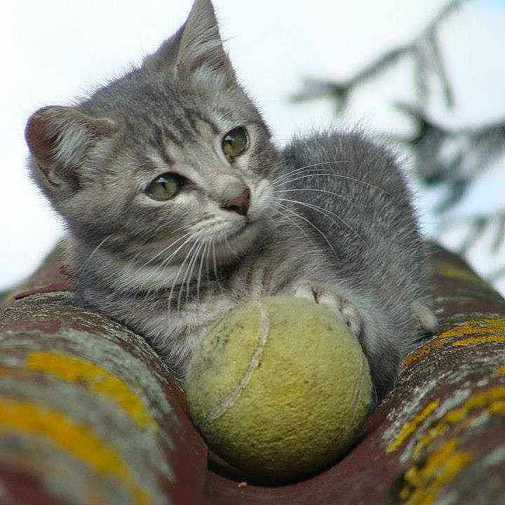 Gavroche