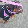 Sheva joined the competition — help win amazing prizes! animal, black_and_tan, canine, chewing, close_up, daylight, dog, foot, leash, leg, looking_up, mischievous, outdoor, owner, pavement, pet, playful, purple_harness, rottweiler, walking