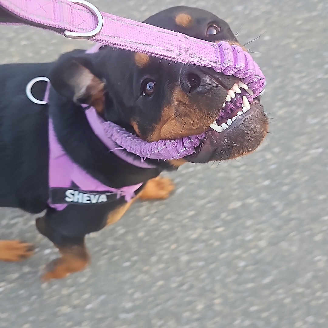 Sheva