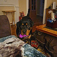 Sheva joined the competition — help win amazing prizes! animal, black_dog, blanket, brown_dog, carpet, cozy, curious, dog, doorway, furniture, house, indoor, living_room, pen_holder, pet, playful, rottweiler, table, toy, wood_floor