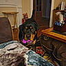 animal, black_dog, blanket, brown_dog, carpet, cozy, curious, dog, doorway, furniture, house, indoor, living_room, pen_holder, pet, playful, rottweiler, table, toy, wood_floor