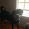 Sheva is registered to the contest to win money with this photo: animal, blinds, canine, collar, dog, domestic_animal, happy, house, indoor, light, pet, rottweiler, shadow, shadow_pattern, smiling, standing, sunlight, tail, window, wooden_floor