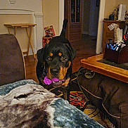 Sheva Luna joined the competition — help win amazing prizes! dog, rottweiler, toy, indoor, living_room, carpet, table, pen_holder, blanket, furniture, wooden_floor, doorway, photo_frames, mantle, warm_lighting, pet, playful, animal, home, cozy