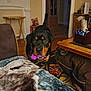 dog, rottweiler, toy, indoor, living_room, carpet, table, pen_holder, blanket, furniture, wooden_floor, doorway, photo_frames, mantle, warm_lighting, pet, playful, animal, home, cozy
