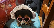 Nala a rejoint le concours — aidez-le/la à gagner de superbes lots ! dog, puppy, small_dog, sunglasses, heart_shaped_glasses, bonnet, hat, costume, cute, sitting, cushion, chair, dining_table, restaurant, people, indoor, portrait, funny, pet, fashion