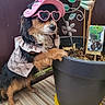 Nala participe au concours pour gagner de l'argent avec cette photo : dog, small_dog, fluffy, black_and_tan, pet, pink_hat, sunglasses, heart_shaped_glasses, costume, clothing, dressed_up, fashion, funny, portrait, plant, flower_pot, garden, indoor, wooden_floor, decorative