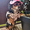 dog, pet, small_dog, costume, hat, sunglasses, heart_shaped_glasses, pink, dress, bows, fashion, portrait, posing, fluffy, long_hair, brown_and_black, indoors, planter, flowers, funny