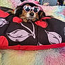 dog, small_dog, fluffy, pet, sunglasses, heart_shaped_sunglasses, pink_hat, sunhat, fashionable, posing, portrait, bedroom, blanket, rainbow, shaggy_blanket, bedding, cozy, indoor, cute, funny