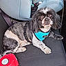 animal, automobile, black_and_white, canine, car, car_seat, child_car_seat, dog, dog_harness, domestic_animal, fabric, interior, leash, pet, resting, retractable_leash, seat, small_dog, vehicle, window