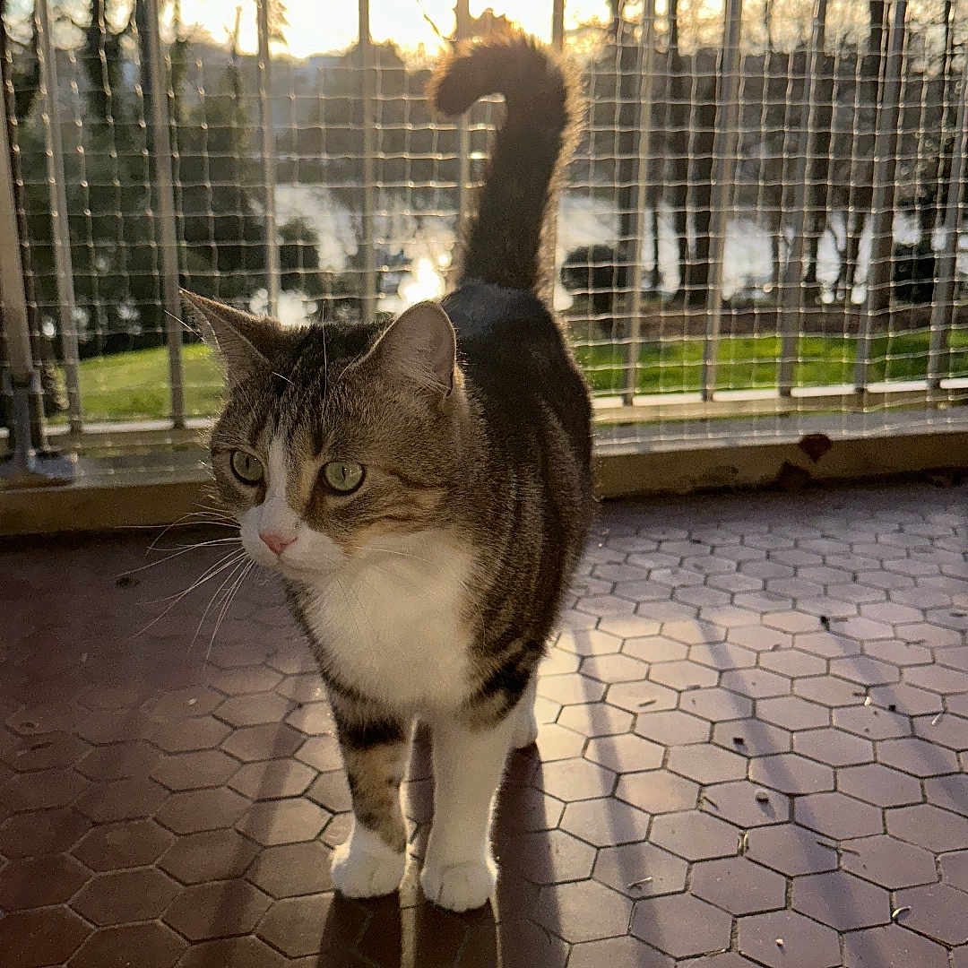 Sky a rejoint le concours — aidez-le/la à gagner de superbes lots ! abyssinian, animal, architecture, building, cat, flagstone, grass, kitten, manx, outdoors, path, pet, plant, road, sidewalk, slate, sunlight, tree, walkway, wood