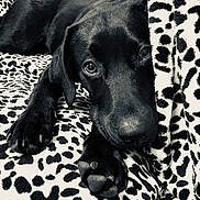 Saiki a rejoint le concours — aidez-le/la à gagner de superbes lots ! animal, black_dog, blanket, close_up, cozy, cute, dog, domestic_animal, fur, indoors, leopard_print, lying_down, pattern, paw, pet, puppy, resting, sleepy, texture, young_dog