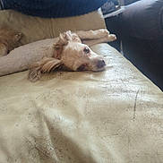 Rusty joined the competition — help win amazing prizes! beige, brown, canine, close_up, collar, couch, cozy, dog, domestic_animal, fluffy_ears, furniture, home, household, indoor, lazy, leather, living_room, pet, relaxed, resting