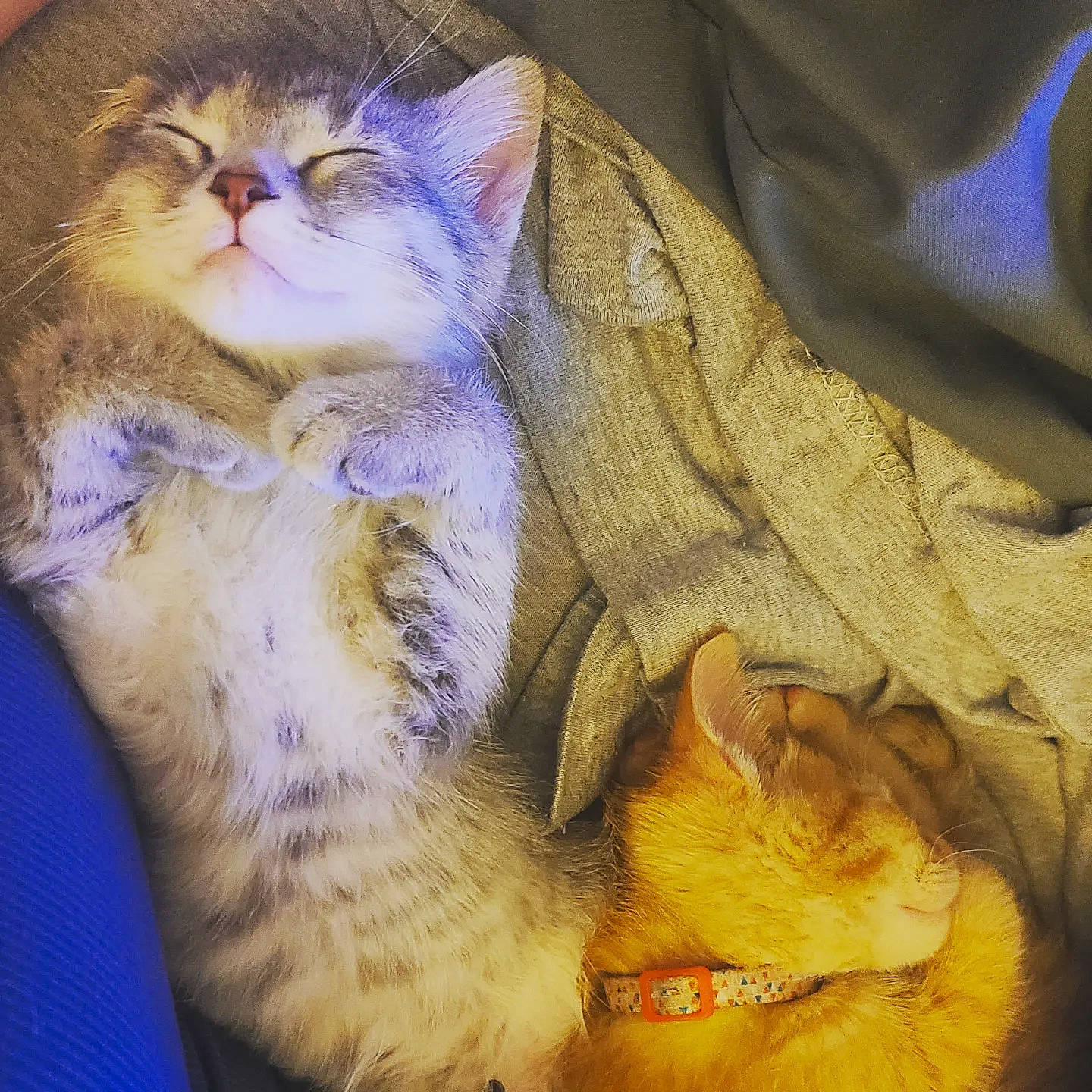 Chevelle And Nova joined the competition — help win amazing prizes! carnivore, cat, claw, comfort, domestic_short_haired_cat, electric_blue, fawn, felidae, fur, paw, photo_caption, small_to_medium_sized_cats, snout, tail, whiskers