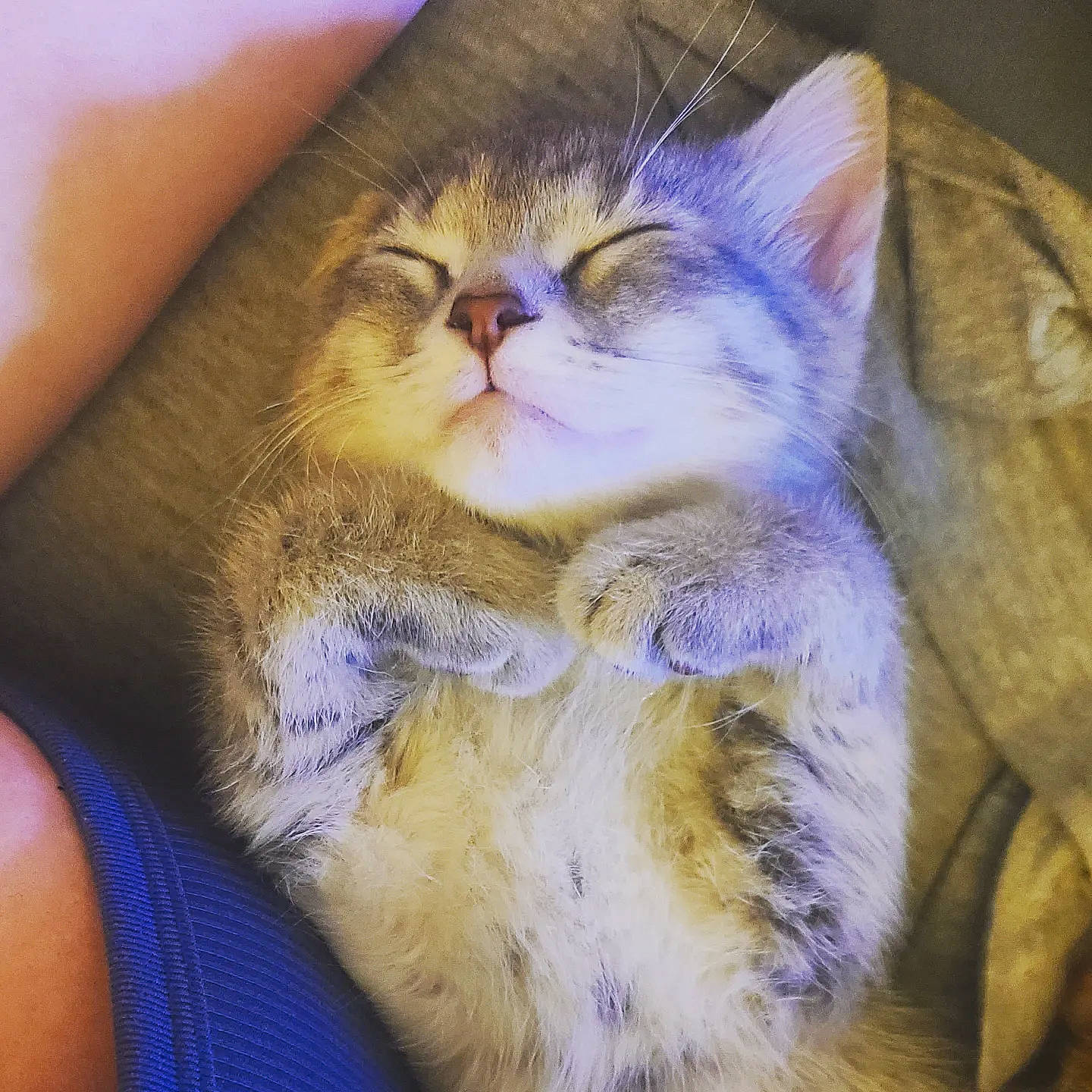 Chevelle joined the competition — help win amazing prizes! carnivore, cat, claw, comfort, domestic_short_haired_cat, ear, electric_blue, eye, fawn, felidae, fur, lap, leg, nap, paw, small_to_medium_sized_cats, snout, tail, whiskers