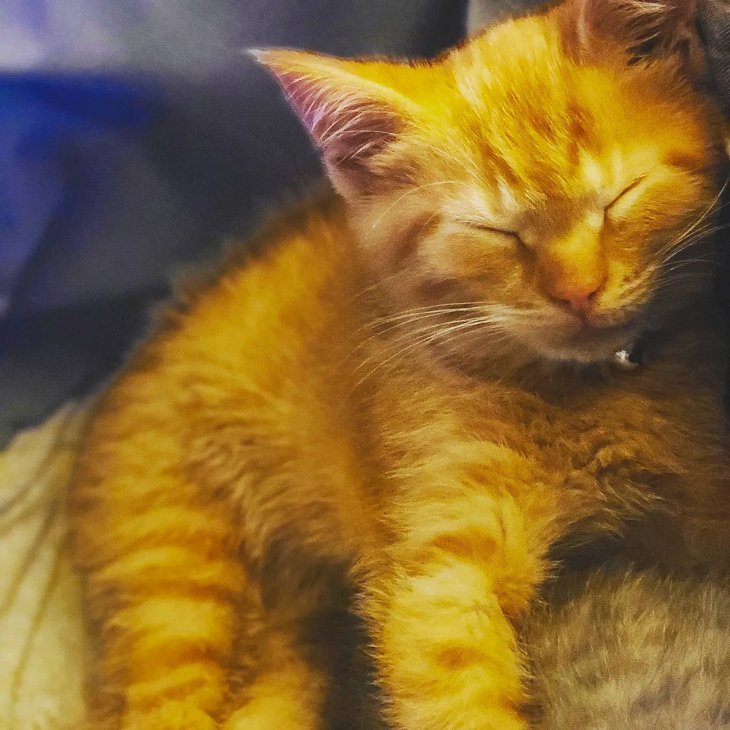 Nova is registered to the contest to win money with this photo: carnivore, cat, claw, close_up, domestic_short_haired_cat, fawn, felidae, fur, paw, small_to_medium_sized_cats, snout, tail, terrestrial_animal, whiskers, wildlife