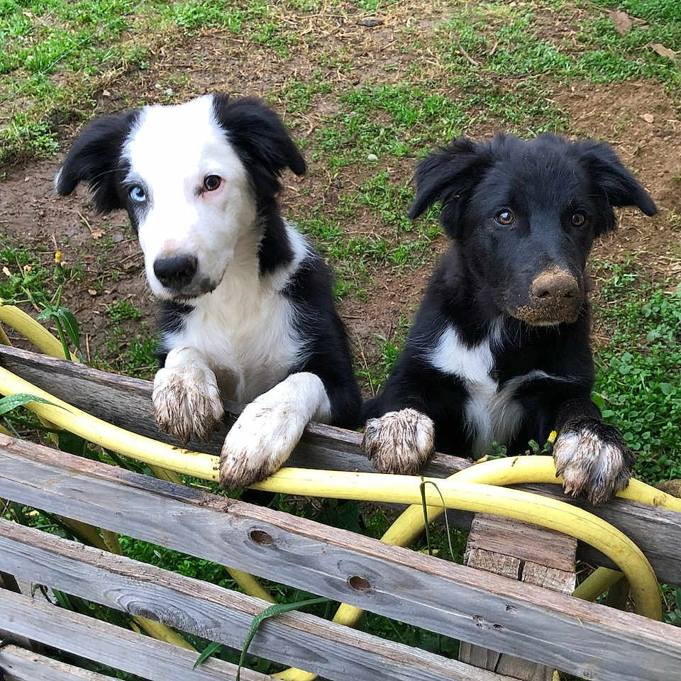 Vroom Et Volt a rejoint le concours — aidez-le/la à gagner de superbes lots ! animal, backyard, bench, canine, collie, dog, furniture, grass, hound, husky, labradorretriever, nature, outdoors, path, pet, plant, puppy, walkway, wood, yard