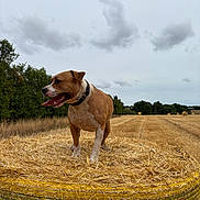 Laska a rejoint le concours — aidez-le/la à gagner de superbes lots ! animal, brown, canine, cloudy_sky, collar, dog, farm, field, grass, happy, hay_bale, landscape, nature, outdoor, pet, rural, summer, tongue_out, trees, white