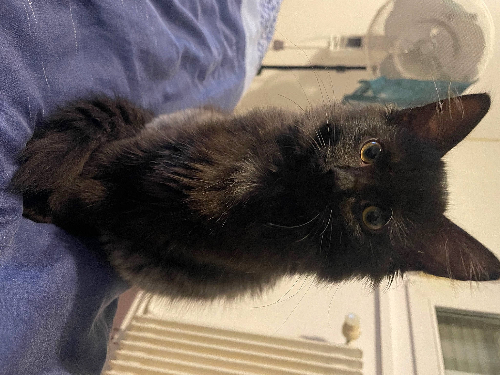 Talia a rejoint le concours — aidez-le/la à gagner de superbes lots ! black_cat, bombay, british_longhair, carnivore, cat, claw, comfort, domestic_short_haired_cat, felidae, fur, grey, liver, paw, small_to_medium_sized_cats, snout, tail, terrestrial_animal, whiskers, window