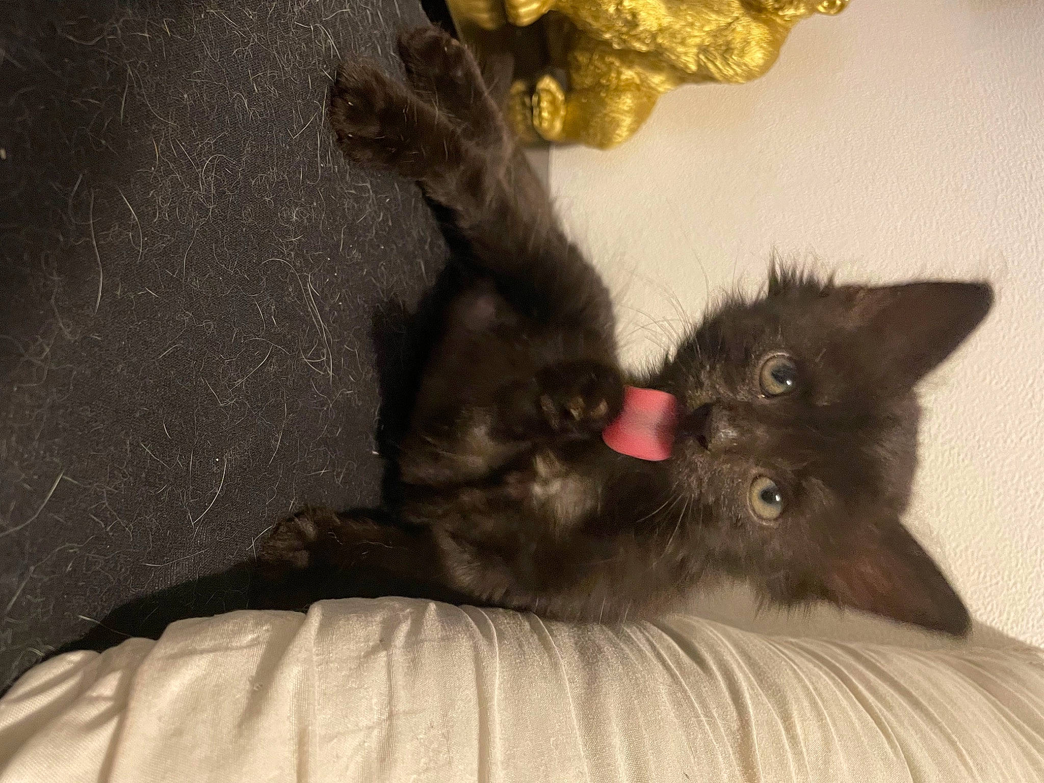 Talia participe au concours pour gagner de l'argent avec cette photo : bed, black_cat, bombay, canidae, carnivore, cat, claw, comfort, dog_breed, domestic_short_haired_cat, fawn, felidae, fur, grey, paw, small_to_medium_sized_cats, snout, tail, terrestrial_animal, whiskers