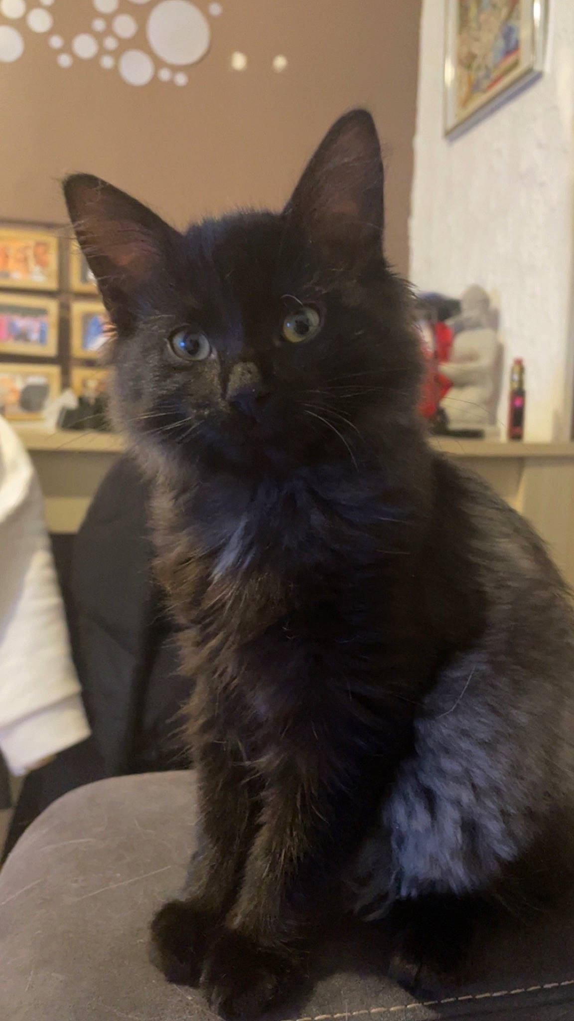 Talia participe au concours pour gagner de l'argent avec cette photo : black_cat, bookcase, box, carnivore, cat, claw, comfort, domestic_short_haired_cat, felidae, fur, picture_frame, shelf, small_to_medium_sized_cats, snout, tail, terrestrial_animal, whiskers, window