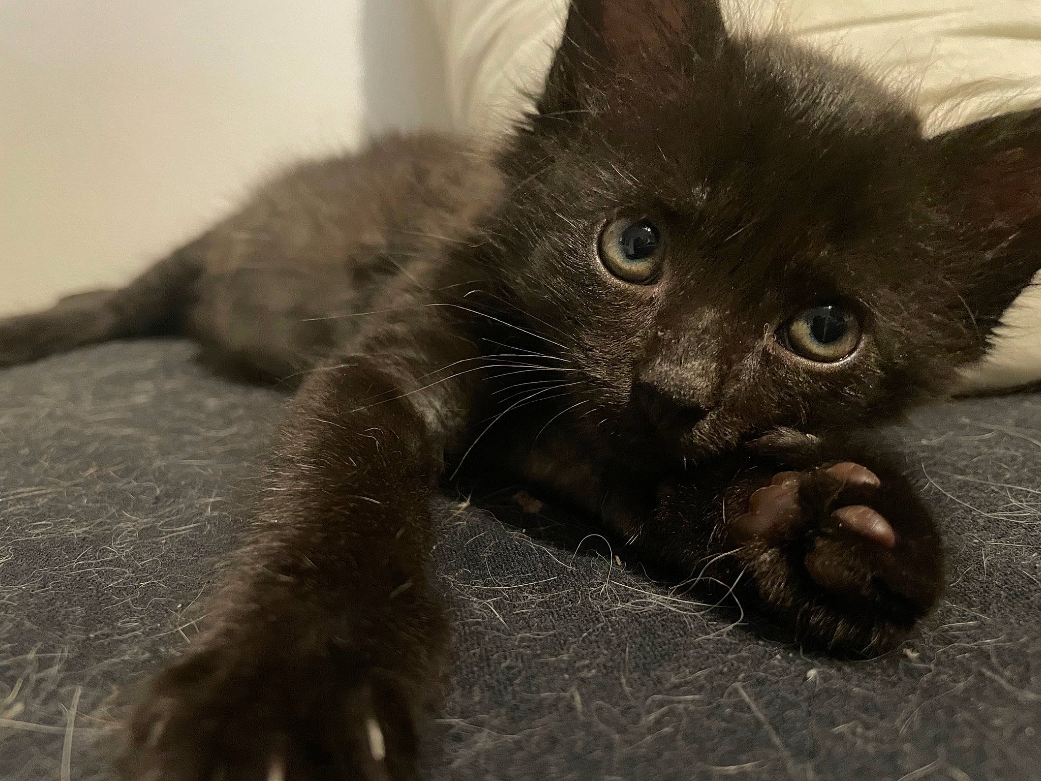 Talia participe au concours pour gagner de l'argent avec cette photo : black_cat, carnivore, cat, claw, comfort, domestic_short_haired_cat, eye, felidae, foot, fur, grey, iris, leg, paw, small_to_medium_sized_cats, snout, tail, terrestrial_animal, whiskers, window